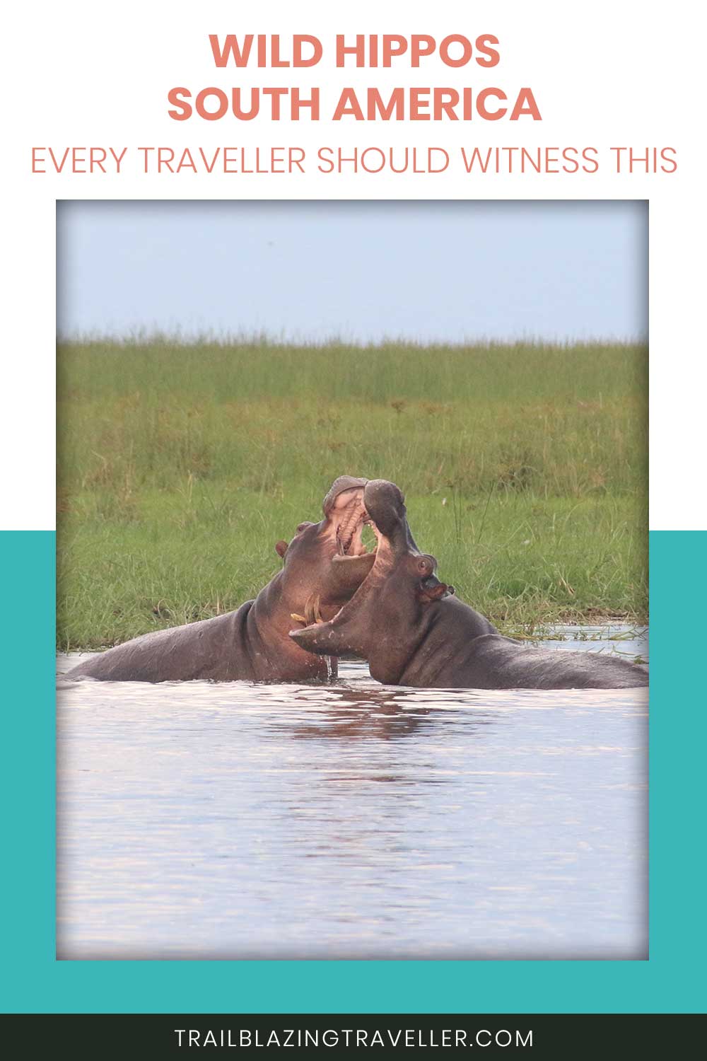 Two hippos in a river - Wild Hippos South America - Every Traveller Should Witness This